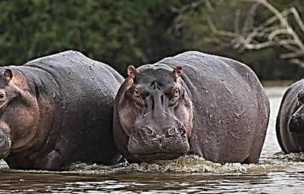 The Hippo Lake Nzingwa